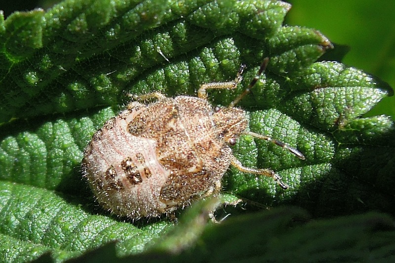 Pentatomidae: Dolycoris baccarum (ninfa) del Lazio (FR)